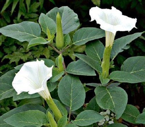 Duchess Datura Divine