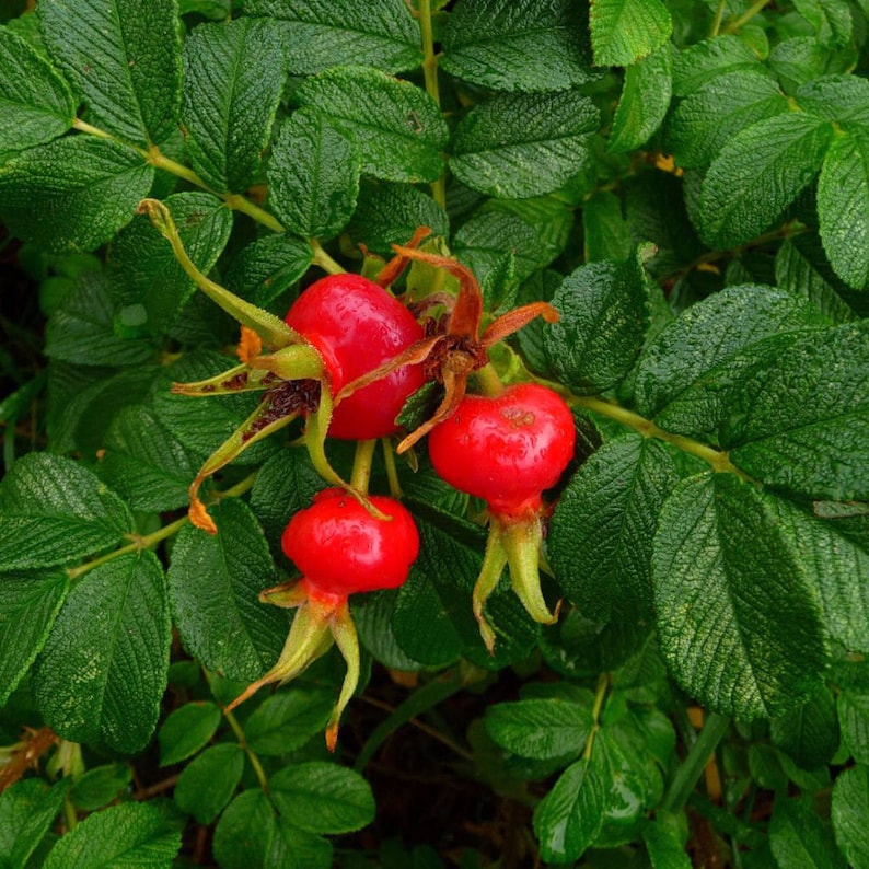Контейнер для антибактериальной обработки секс-игрушек Rosa Rugosa Mini Bar, фиолетовый 0T-00011693 - Rosa Rugosa - Средства по уходу за игрушками - Купить