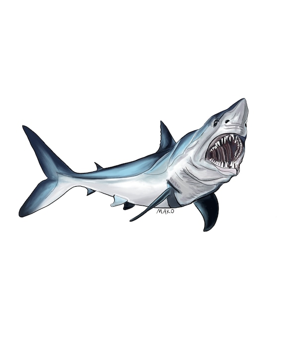 Mako Shark Original Digital Drawing Art Print Etsy