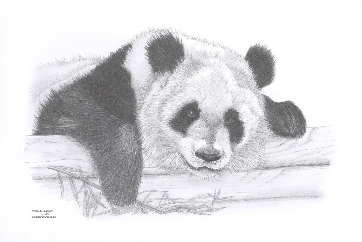 Adult panda bear