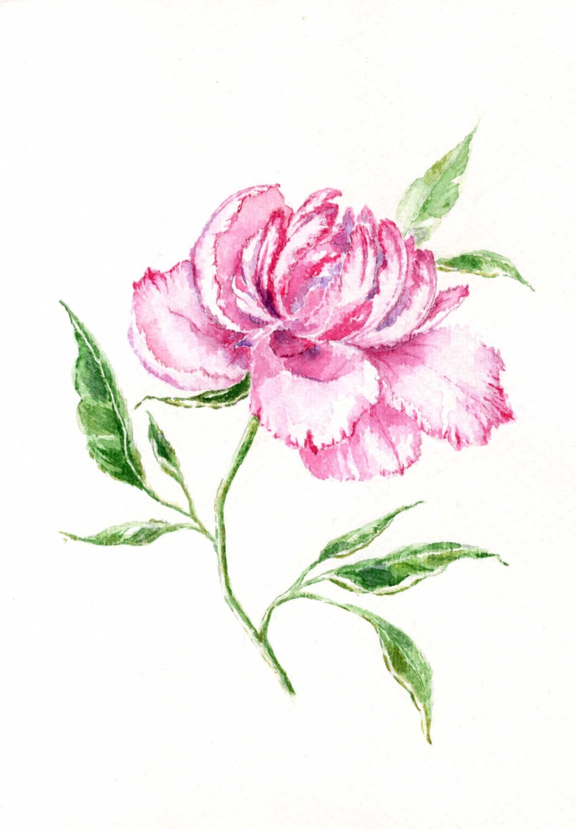 Peony Flower Watercolor Original Flower Painting Pink Flower Etsy