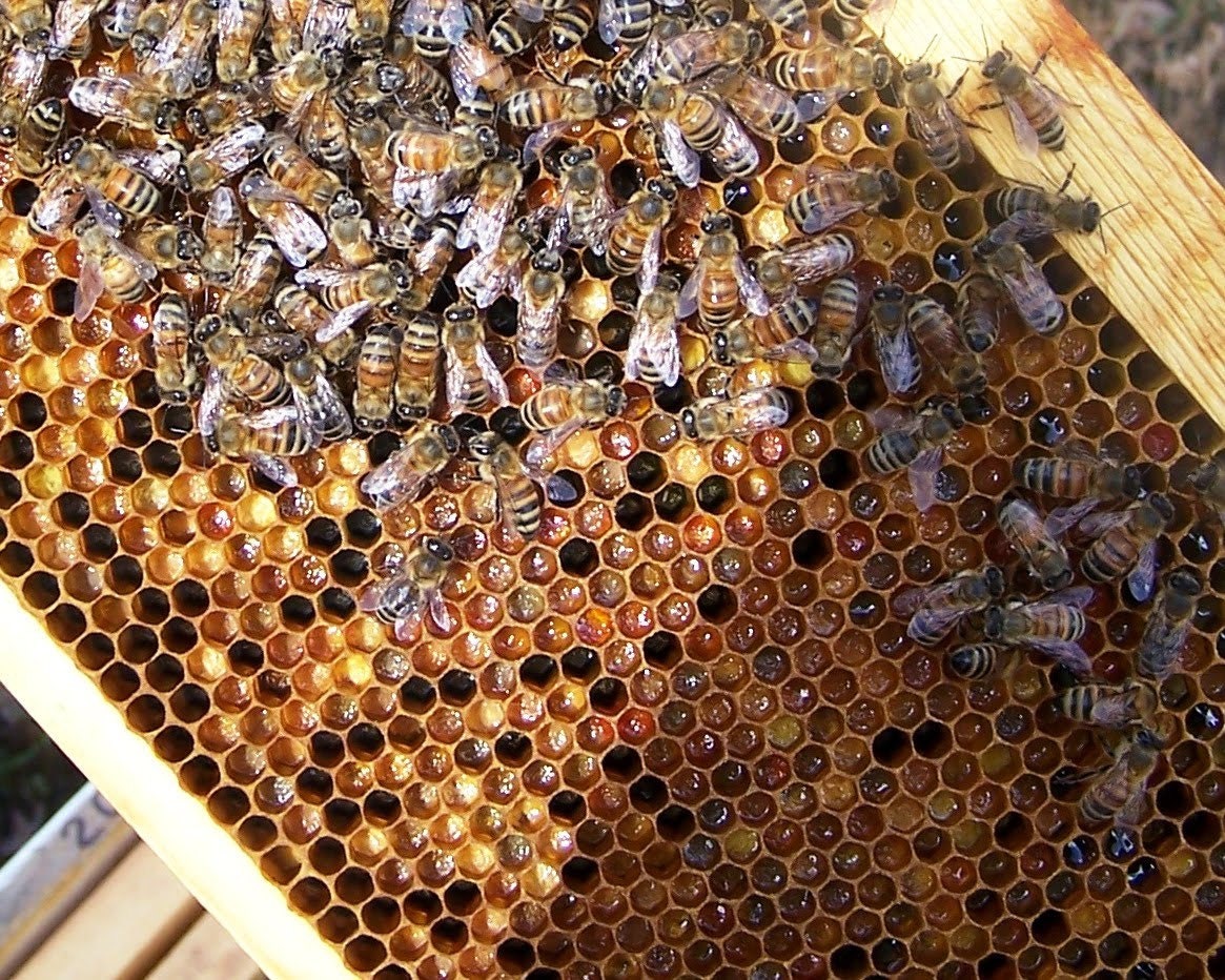 Купить Пергу Пчелиную В Аптеке Цена