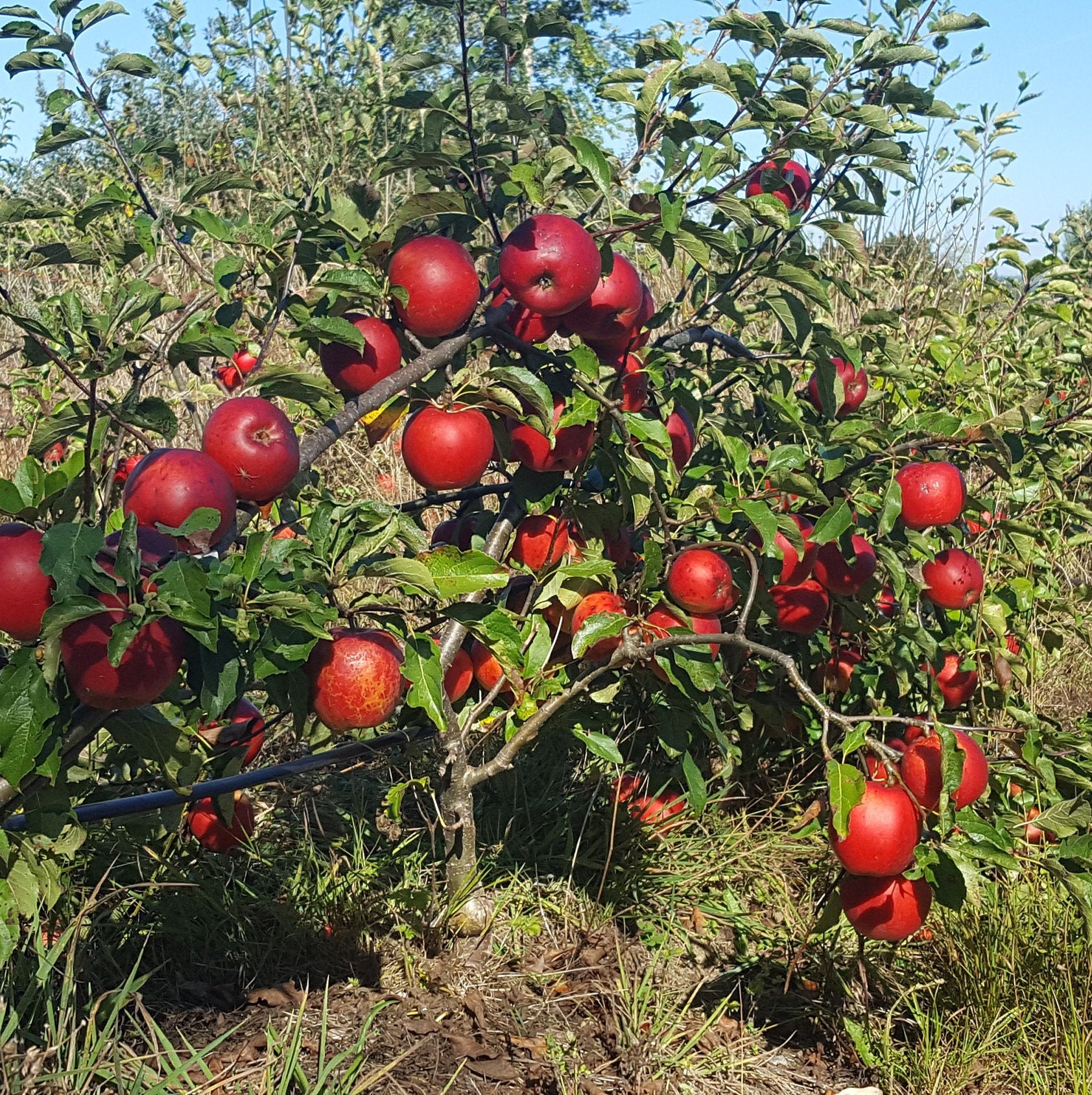 Вильямс Прайд Яблоня Описание Фото – Telegraph