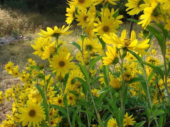 Top Imagen Girasol Silvestre Nombre Cientifico Abzlocal Mx