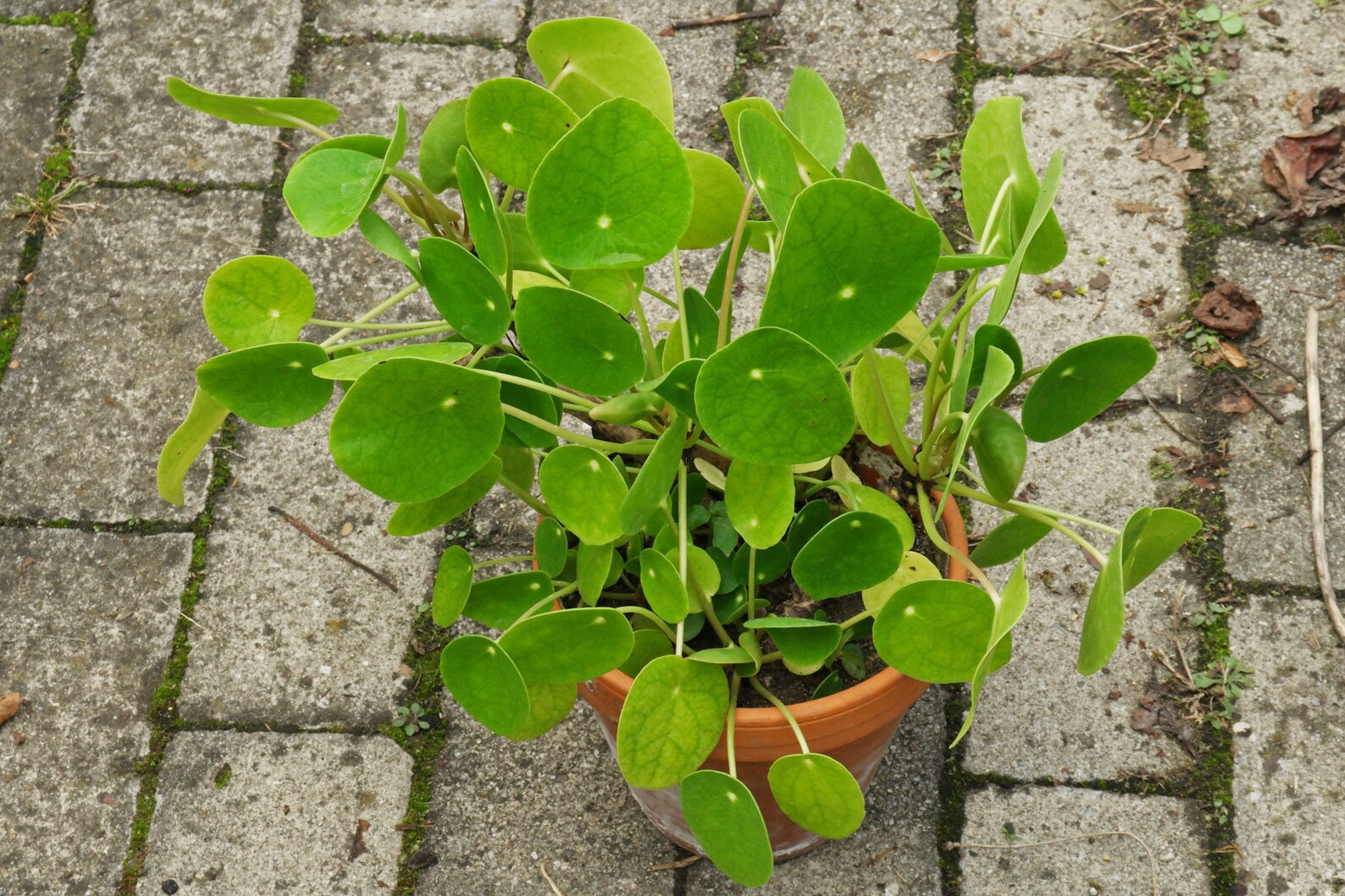 Pilea Интернет Магазин Растений