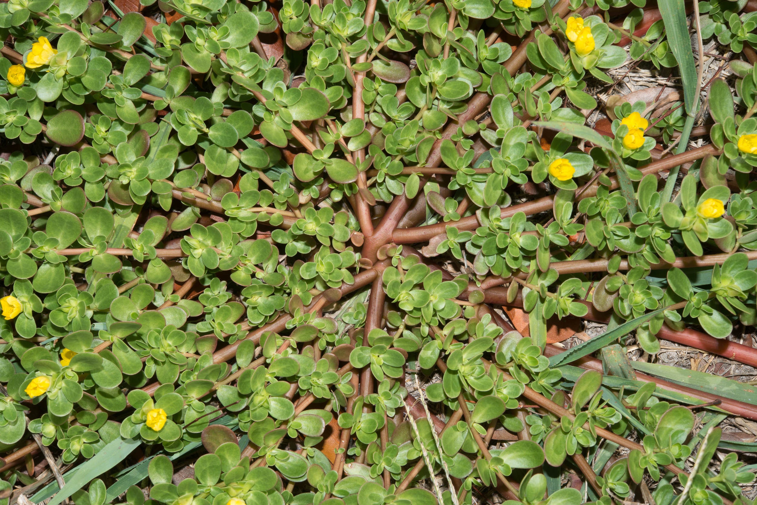 Image result for portulaca oleracea