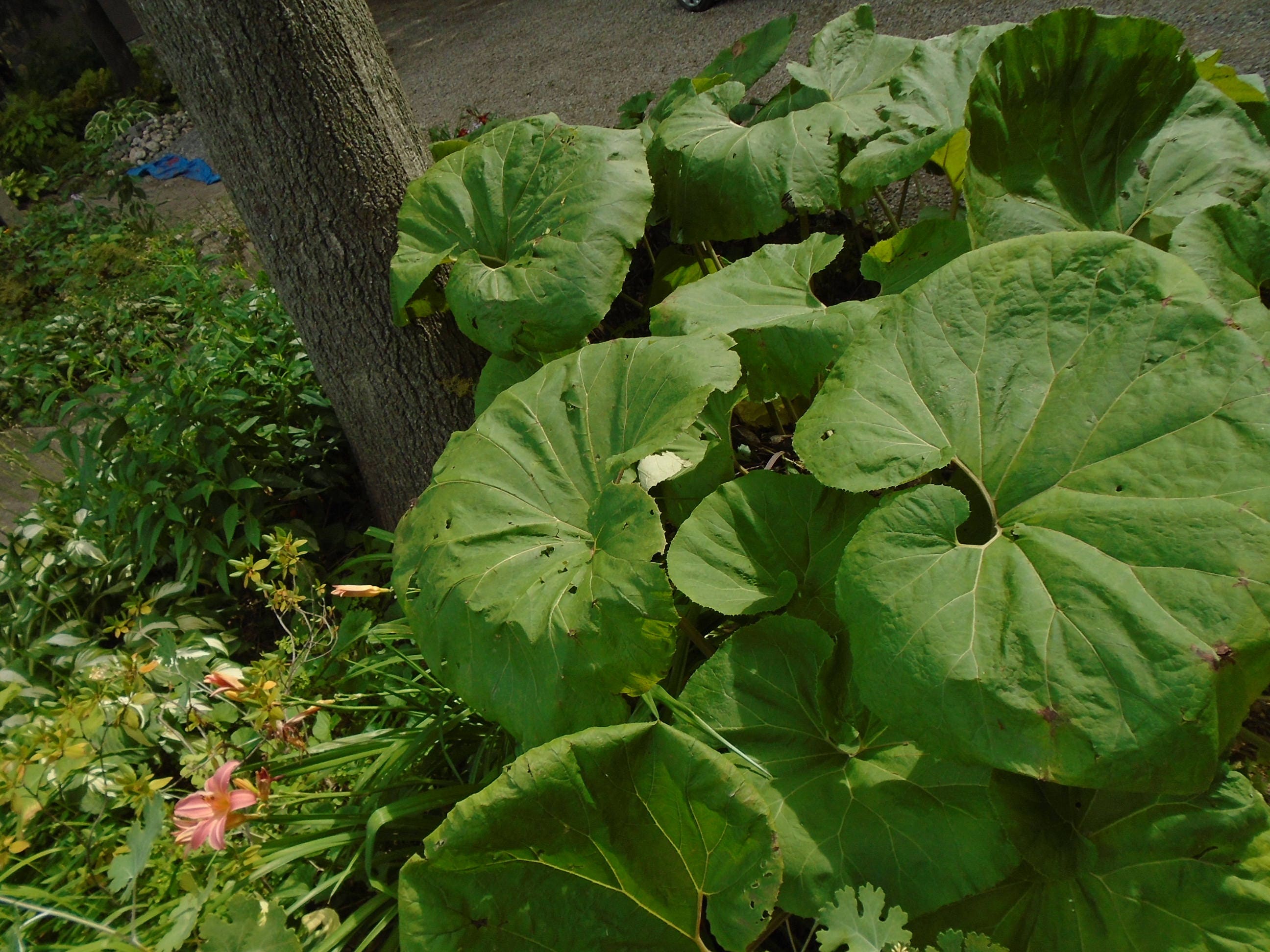 Giant Butterbur Petasites Japonicus Fuki Coltsfoot Bog Rhubarb Etsy