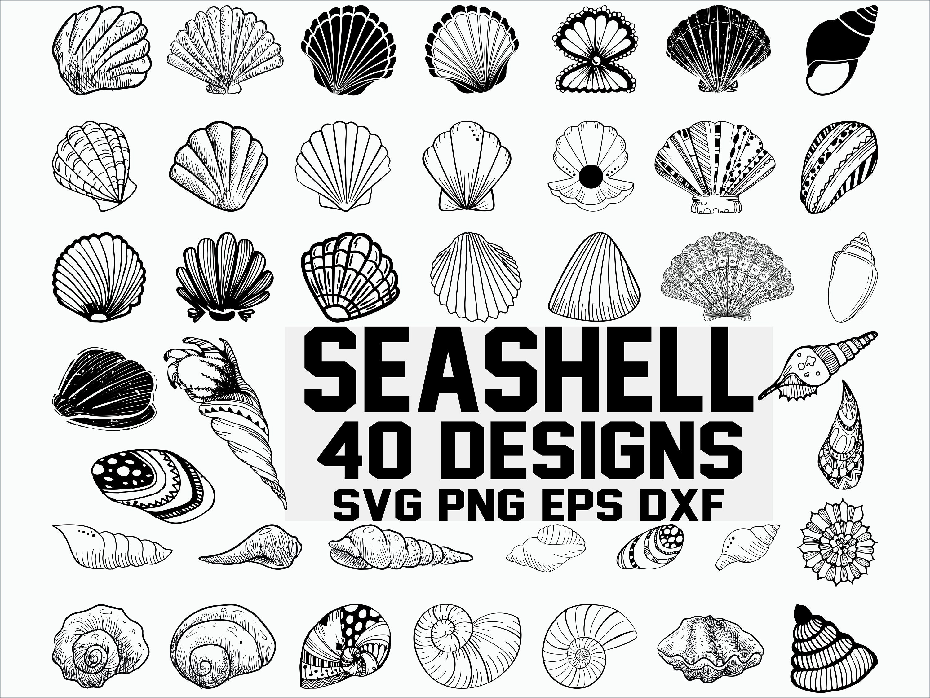 Seashell Svg Shell Svg Seashell Clipart Clam Svg Scallop Etsy The