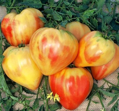 Бычье Сердце Желтое Фото