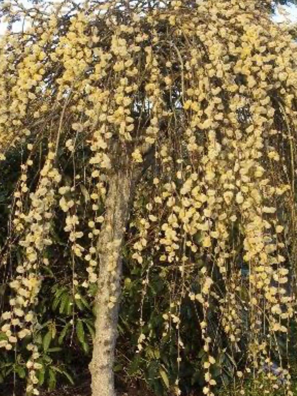 Salix Caprea Kilmarnock White Weeping Pussy Willow Etsy