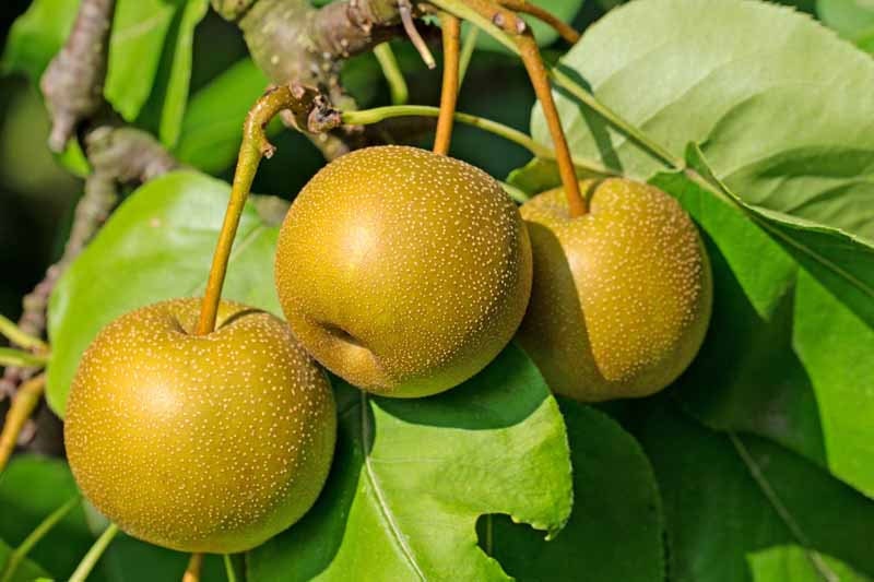 Asian pear seeds