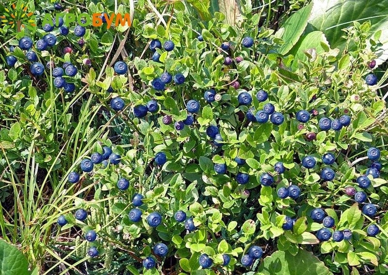 Пролонгирующий лубрикант Sibirskiy Черника и василек на водной основе, 100 мл SBR-018 - SIBIRSKIY - Продлевающие смазки - Купить