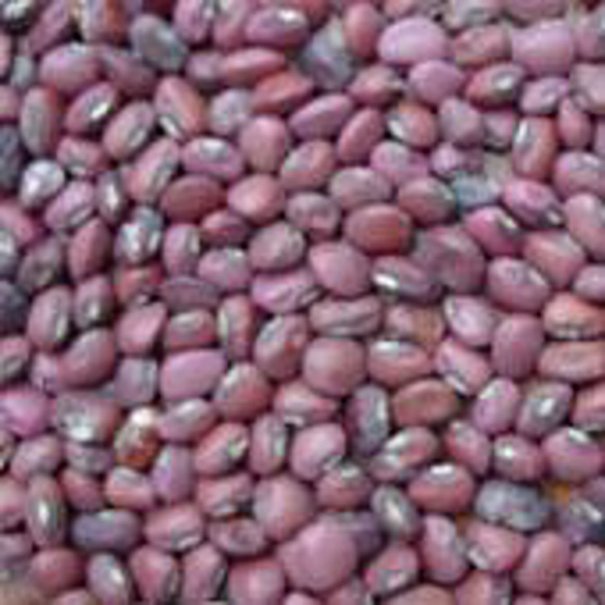 Red Ripper Cowpeas Seeds Etsy