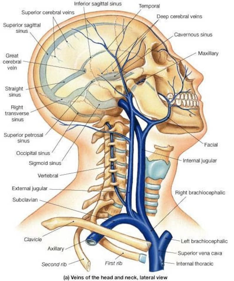 Veins Of The Head And Neck Lateral View Poster Etsy