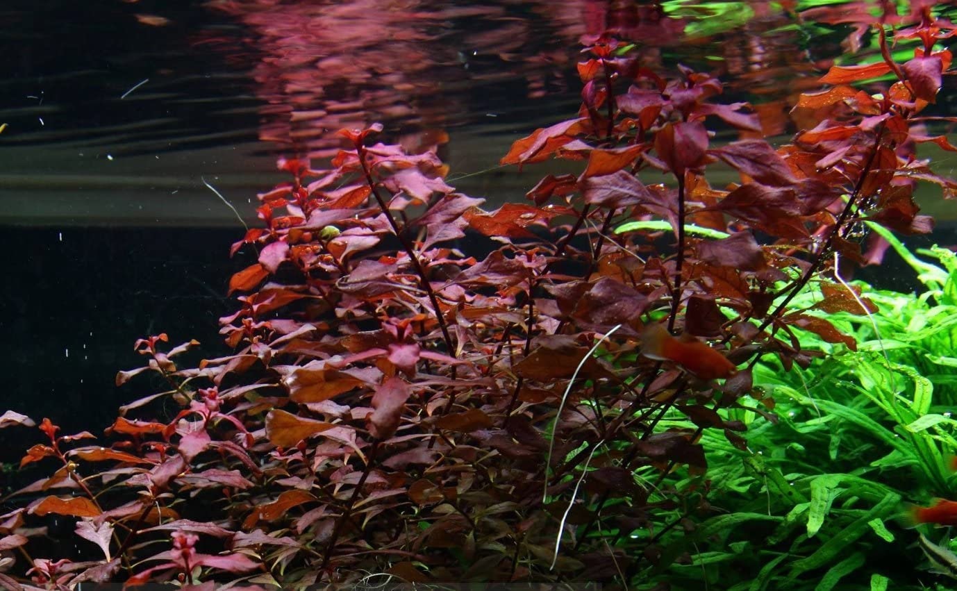 Greenpro Ludwigia Repens Rubin Super Red Ruby Live Aquarium Etsy