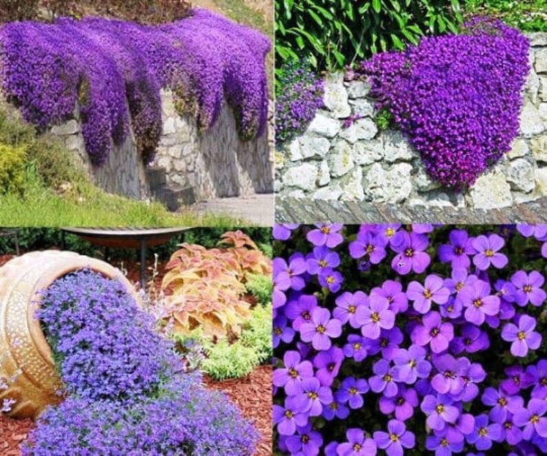 Саженцы Многолетников Купить В Интернет Магазине