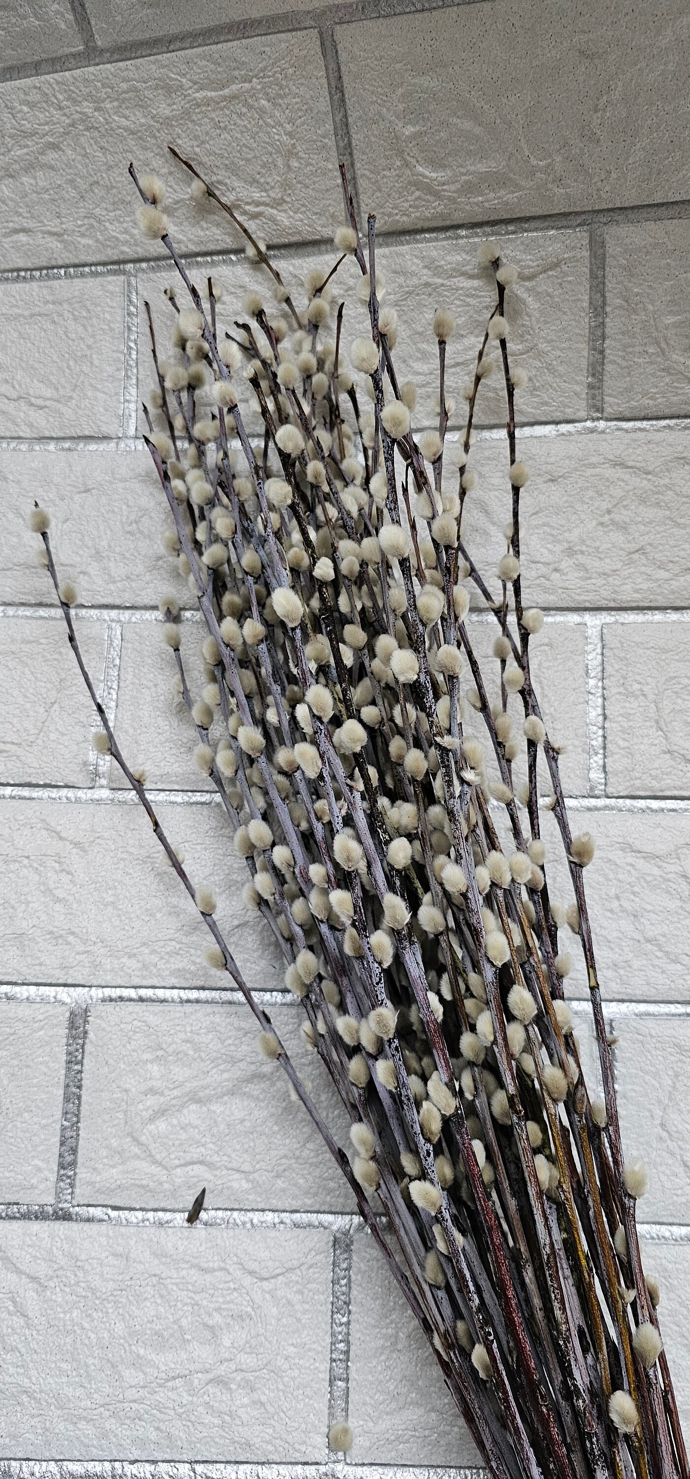 Dried Pussy Willow Branches Twigs Catkins Spring Decor Easter Decoration Dried Bouquet Willow