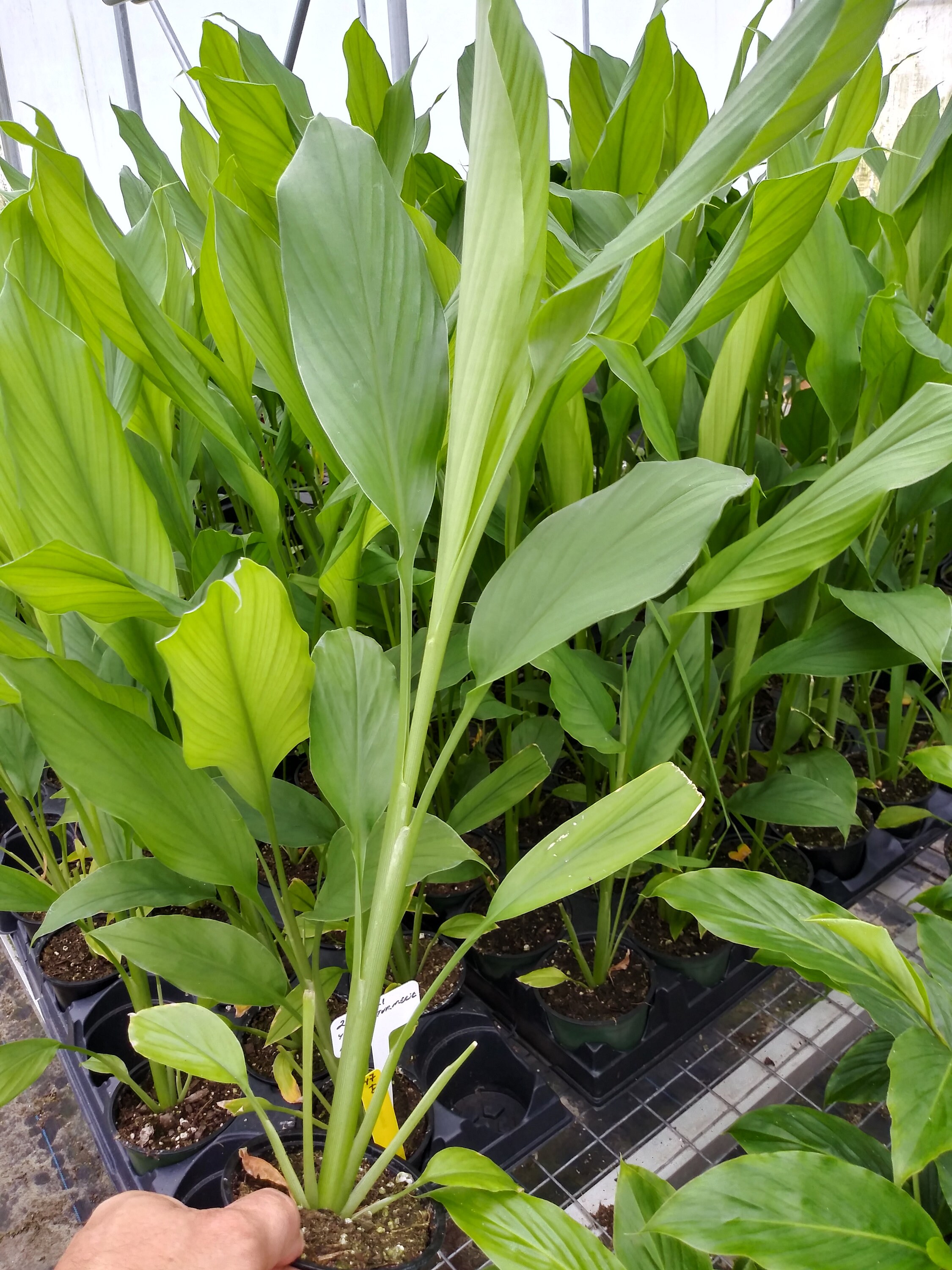 Live Yellow Turmeric Plant Curcuma Longa 12 Inches Tall Ready To Ship