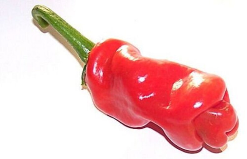 Стеклянный Перчик Glas Naturals Chili Pepper 18 см, бесцветный GLAS-87 - Glas - Анальные стимуляторы - Купить