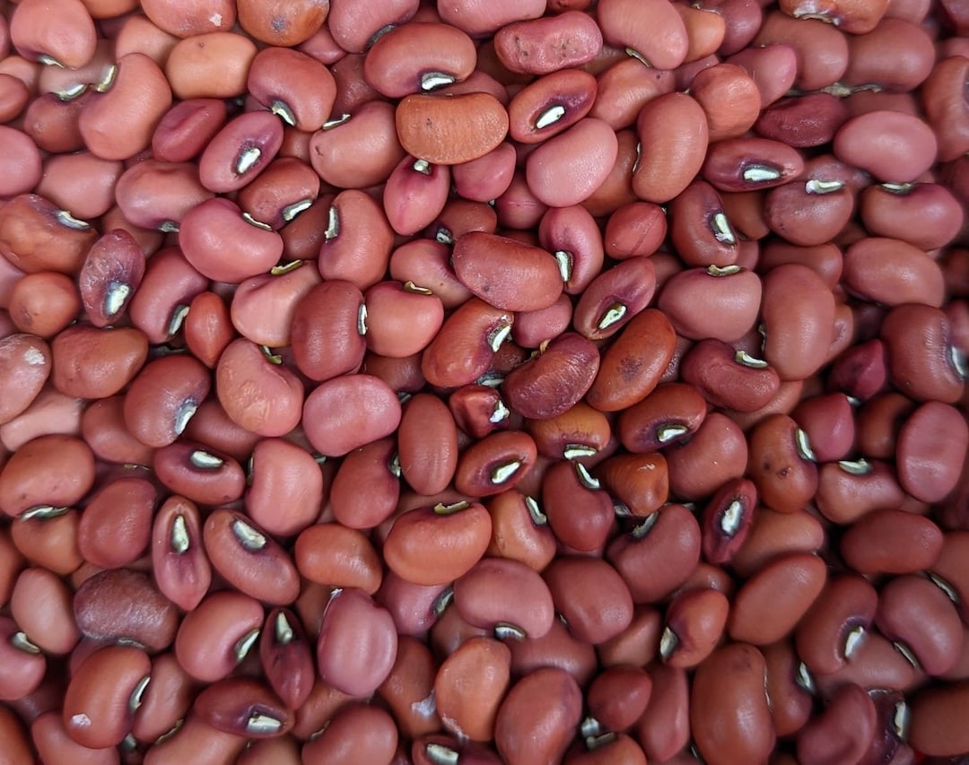 50 Red Ripper Southern Field Peas Cowpeas Seeds Organically Etsy UK