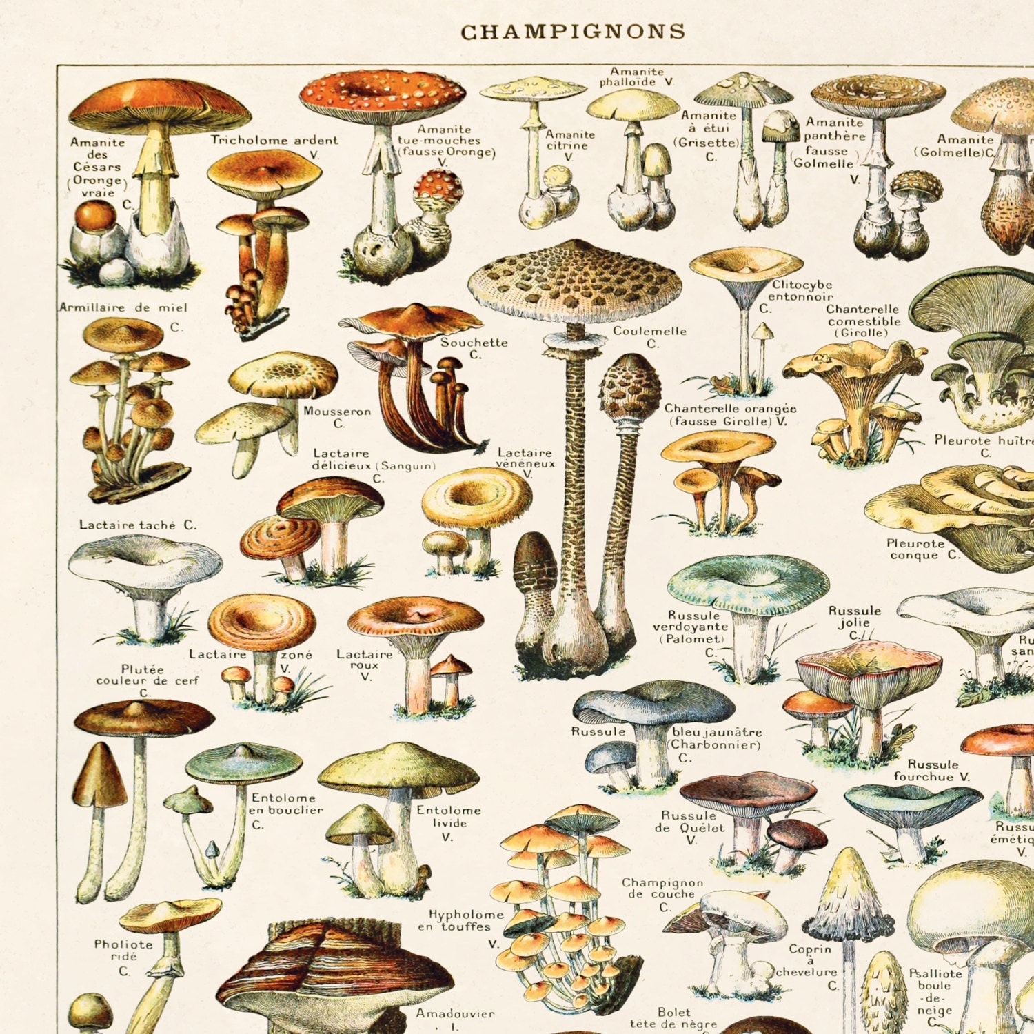 Vintage Botanical Fran Ais Mushroom Diagram Print W Cadre Etsy France