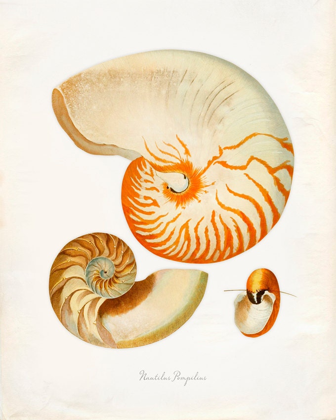Vintage Sea Shell Nautilus Pompilius Print X P Etsy