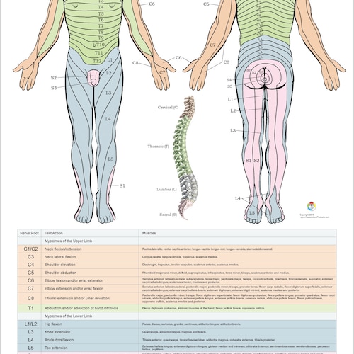 Dermatomes Myotomes And Dtr Poster X Chiropractic Medical Porn