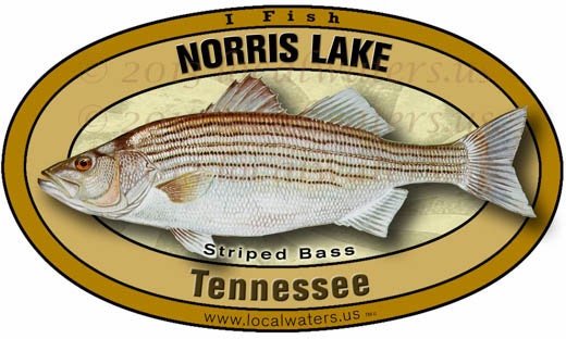 Lake lanier strip bass record