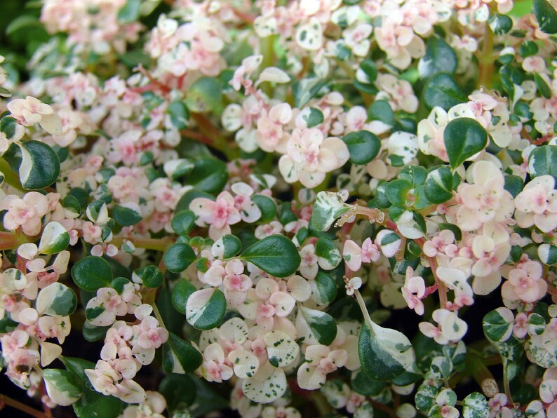 Pilea Интернет Магазин Растений
