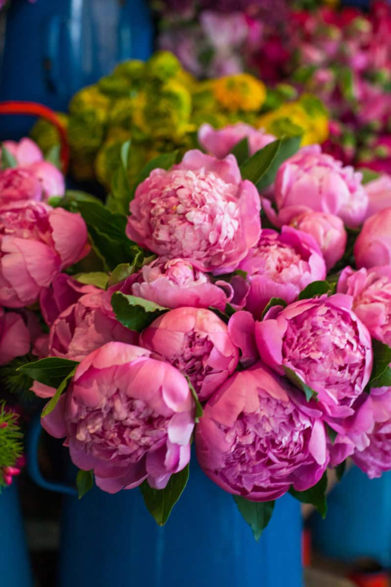 Beautiful blooms on view Beautiful blooms on view