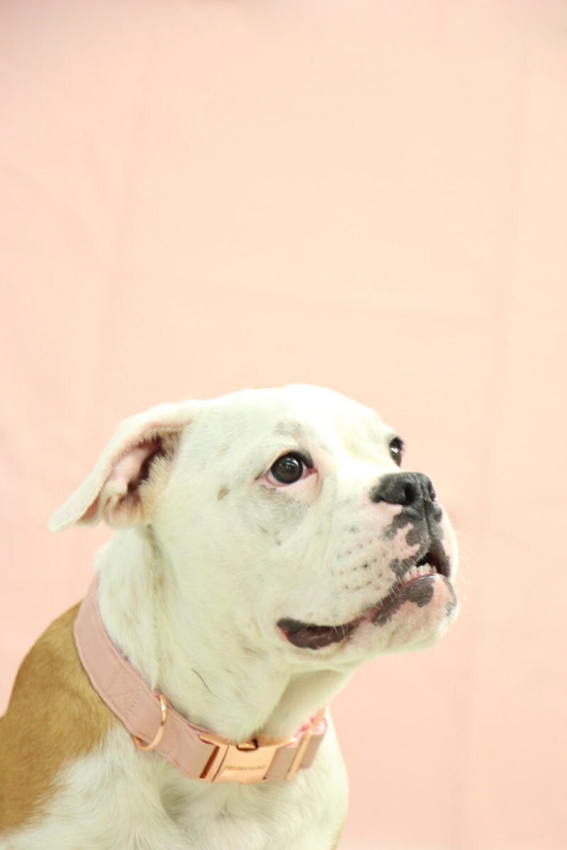 Blush dog collar with rose gold hardware from PRUNKHUND