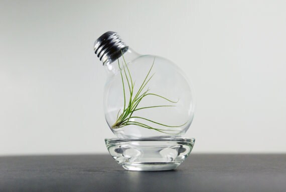 terrariumbulb