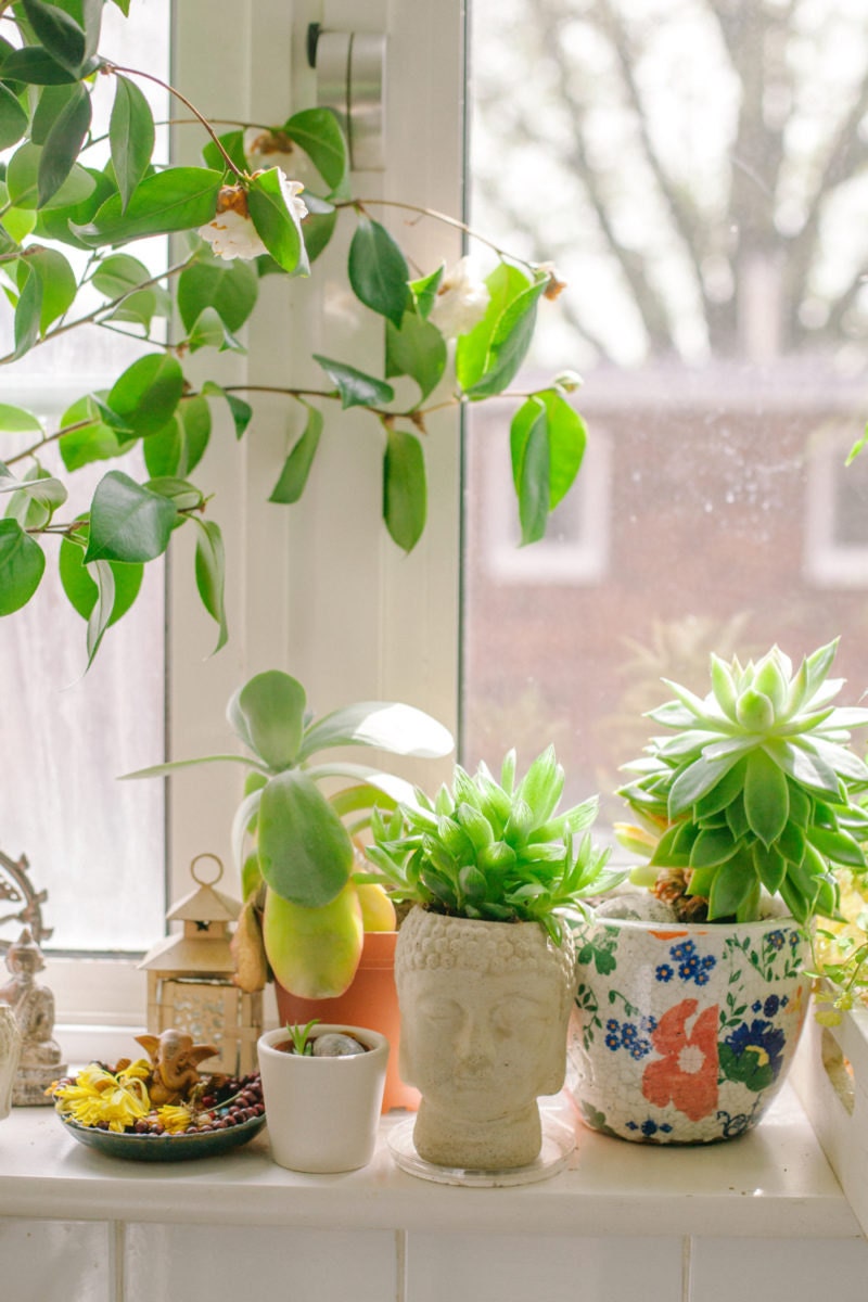 Ingrid's plant-lined window ledge