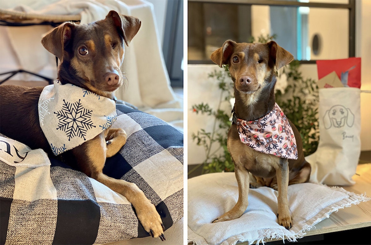 Bonny models two festive doggy bandanas