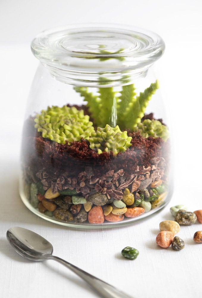 Finished edible terrariums