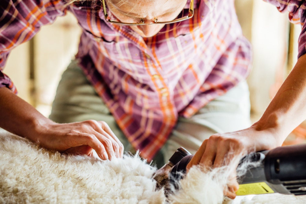 shearing in progress