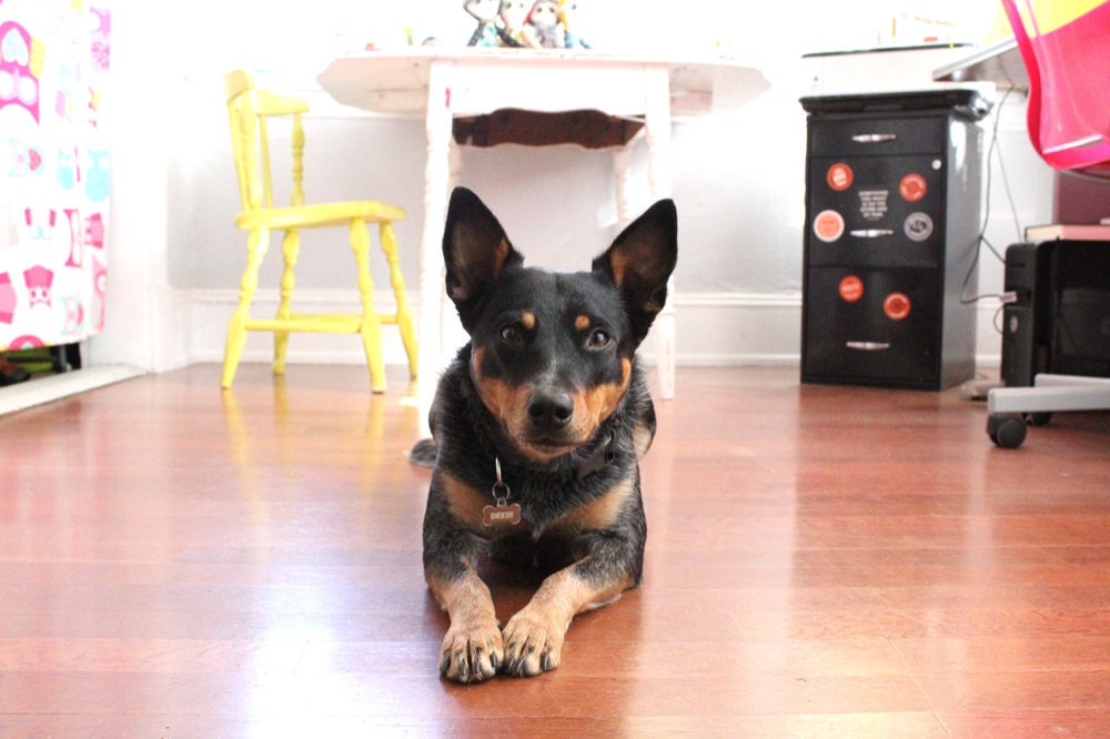 dog
