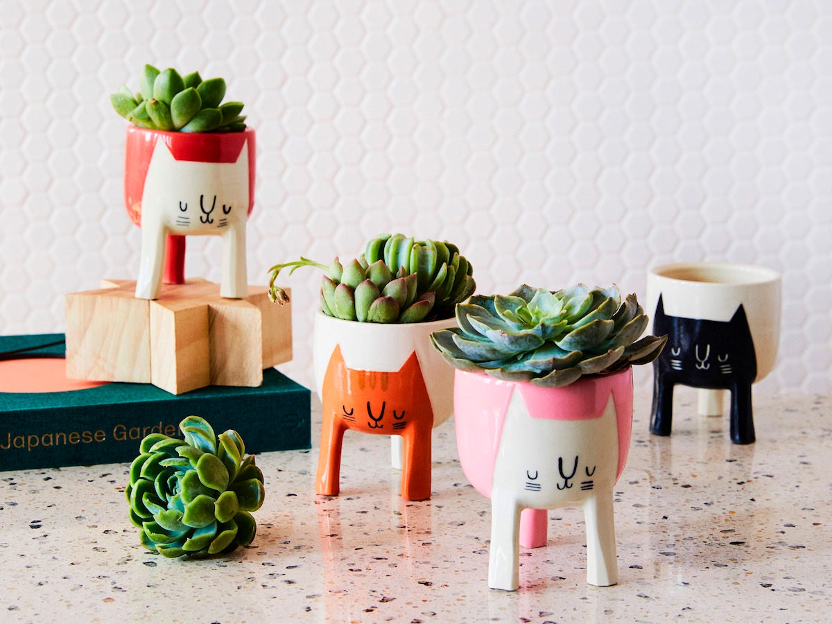 An assortment of succulent planters painted with colorful cat faces.