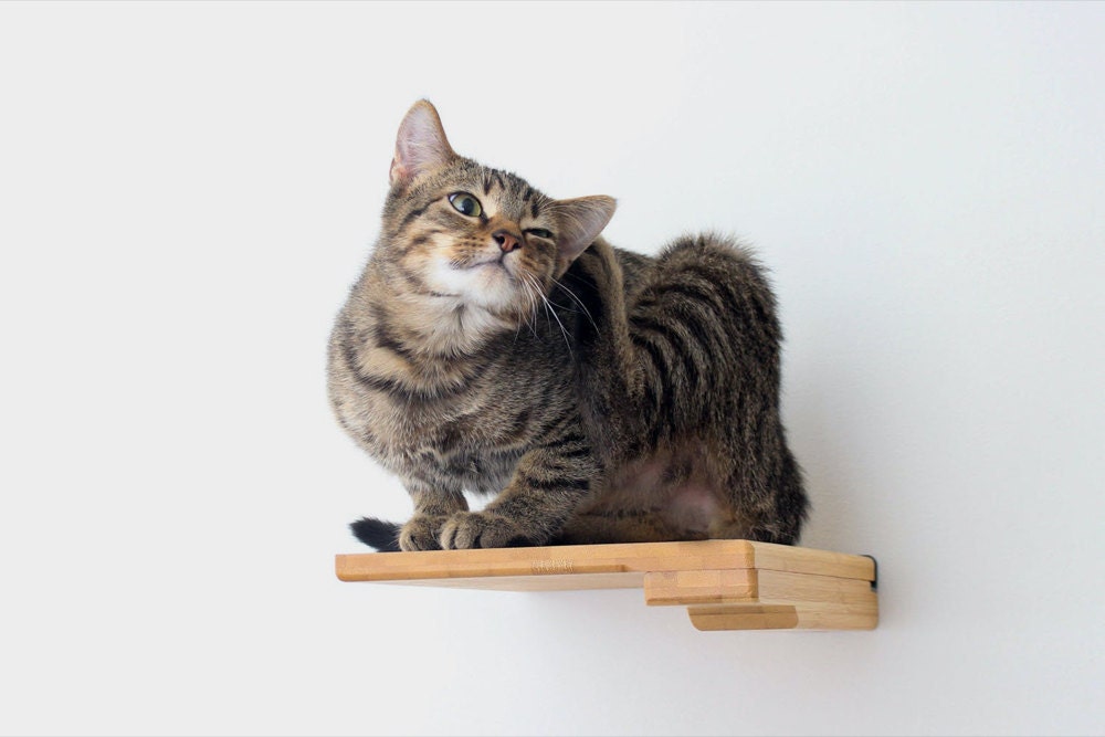 A wall-mounted cat step from CatastrophiCreations