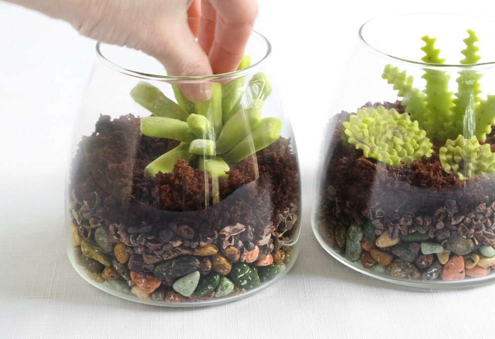 Assembled edible terrariums