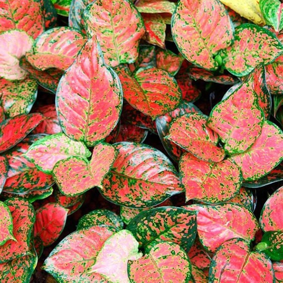 red-aglaonema