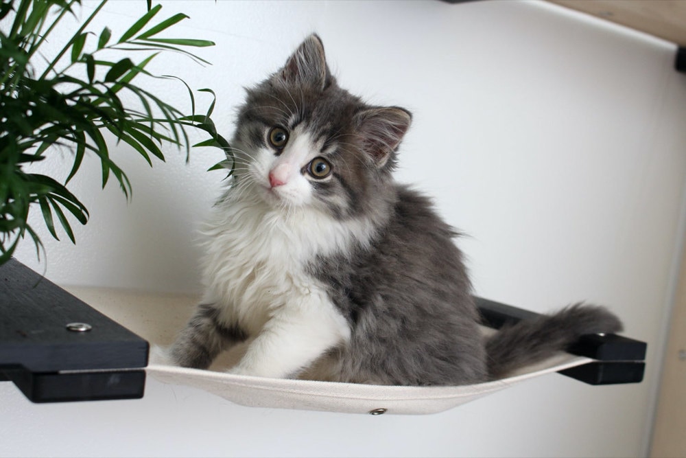 A cat hammock with planter from CatastrophiCreations