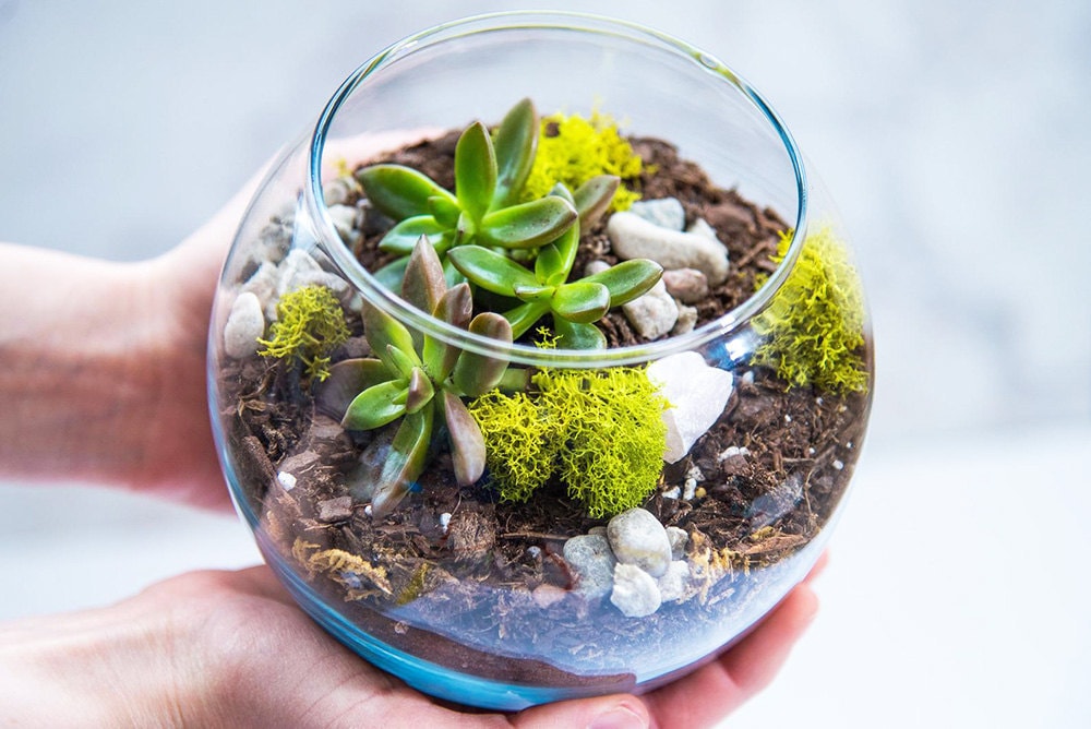 Hands holding a glass terrarium with succulents inside