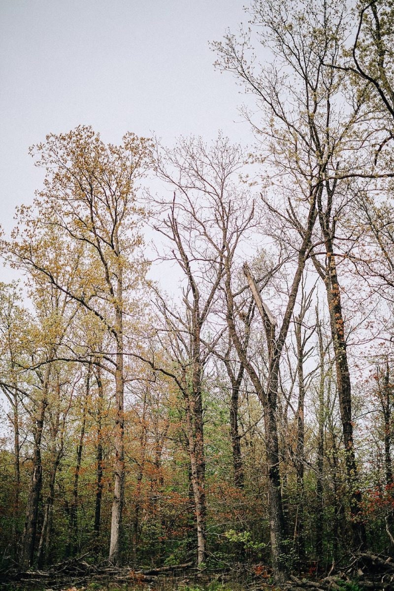 Trees in the Ozarks