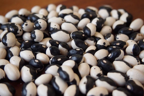 killer-whale-beans