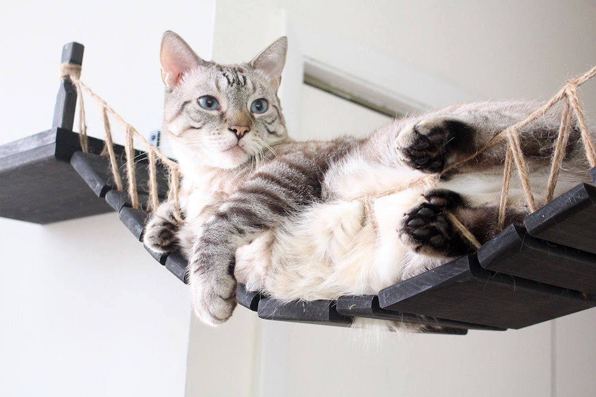 A cat lounges in a roped cat bridge from CatastrophiCreations