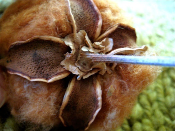 karen_brown_sally_fox_cotton_boll