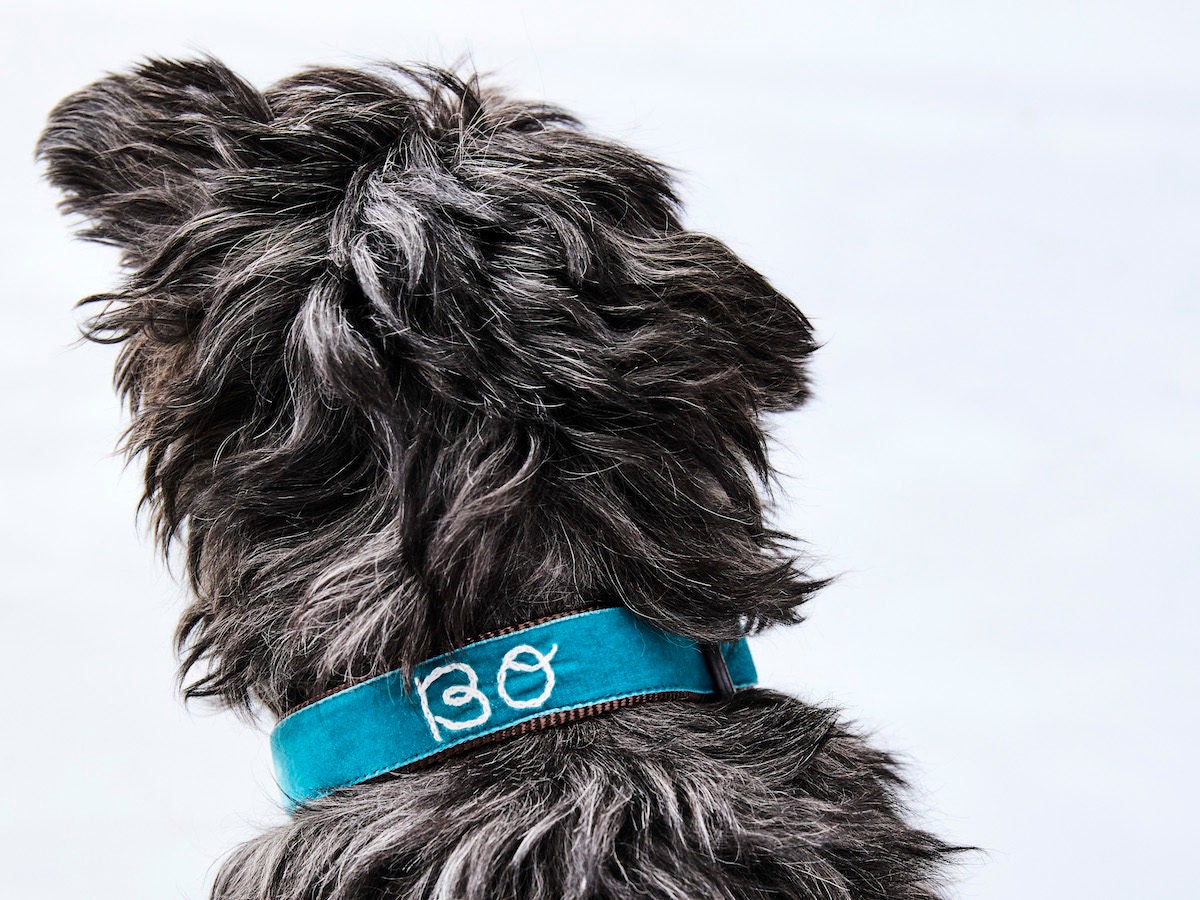 Shaggy black dog wearing a personalized teal velvet collar from Mimi Green