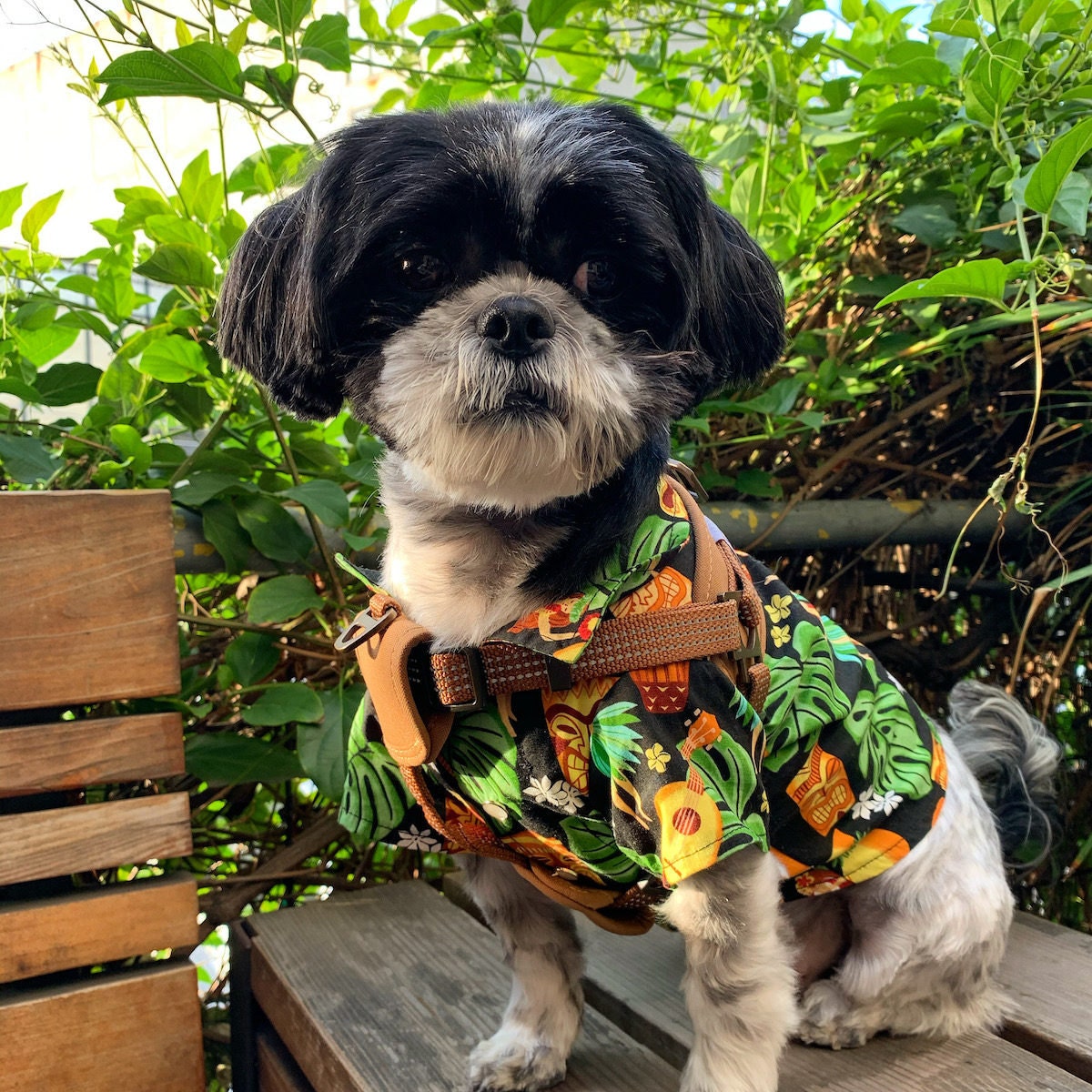 Dog Hawaiian shirt from Chompers & Sons