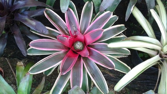 eyeofeden-neoregelia